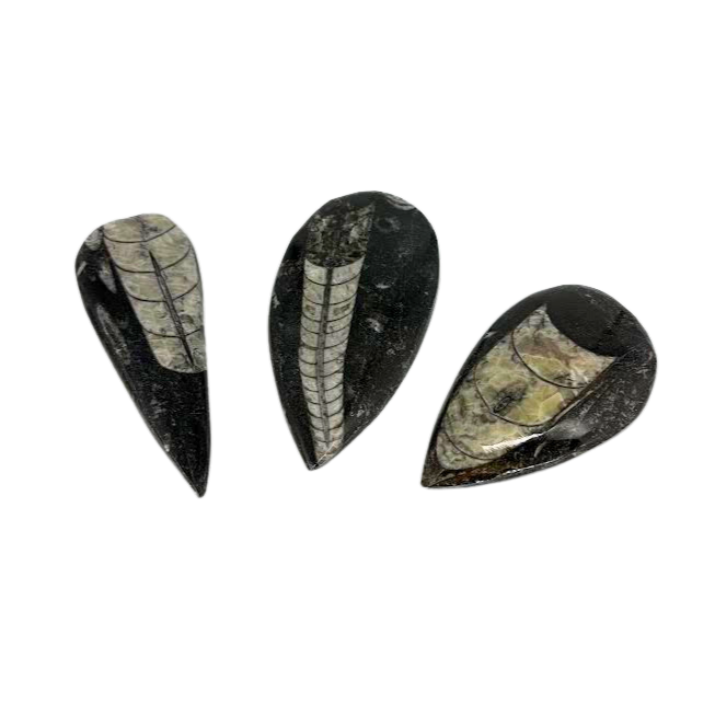 Orthoceras $14.99