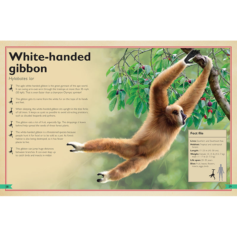 The Magnificent Book of Monkeys and Apes