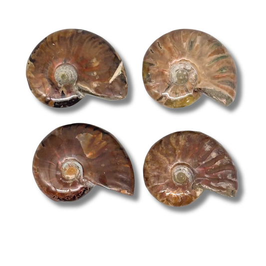 Iridescent Ammonite $29.99