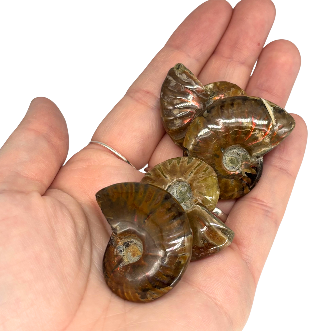 Iridescent Ammonite $29.99