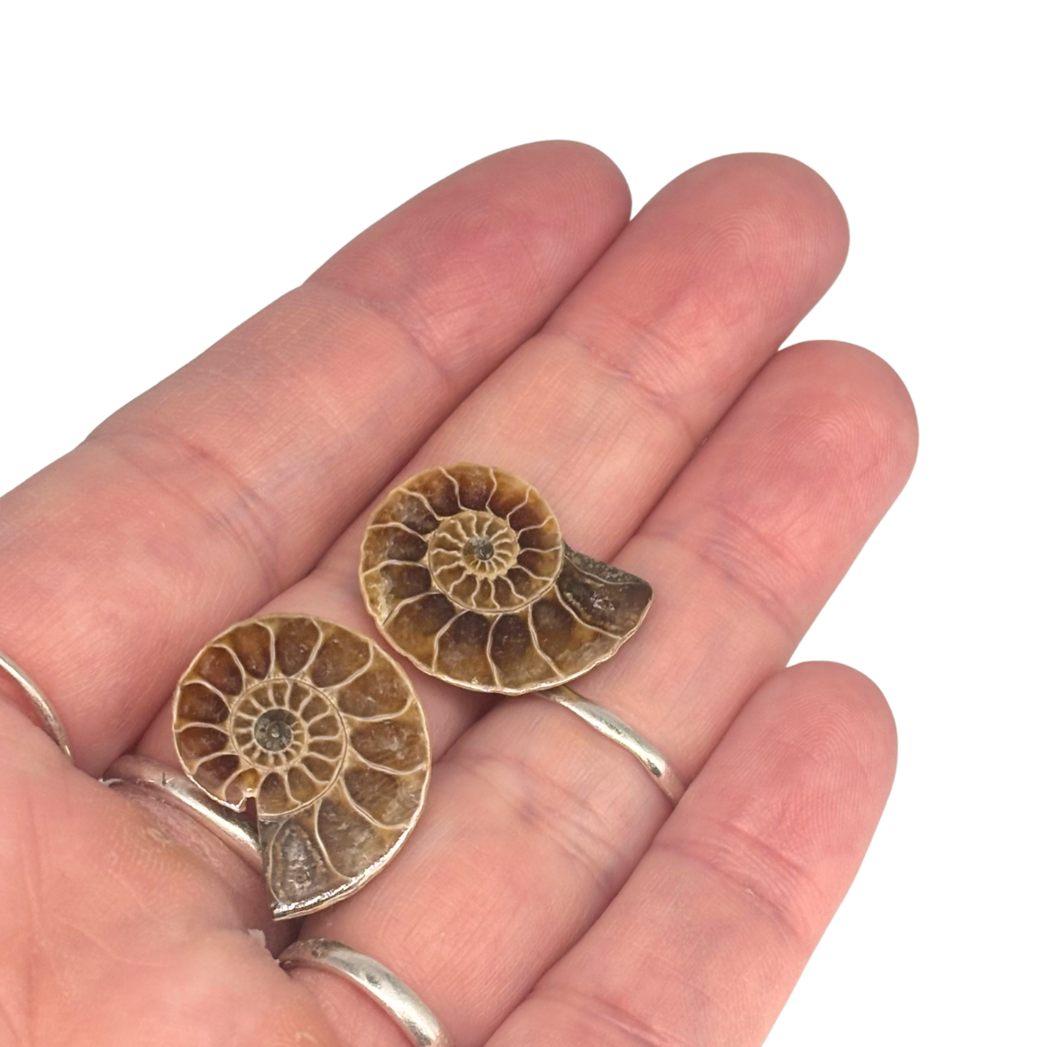 Ammonite Split Pair $9.99