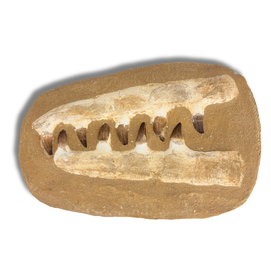 Large Composite Mosasaur Jaw $194.99