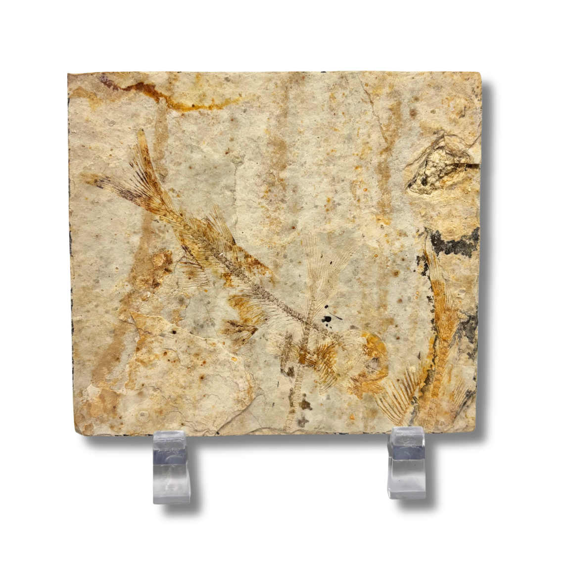 Fossil Fish $29.99