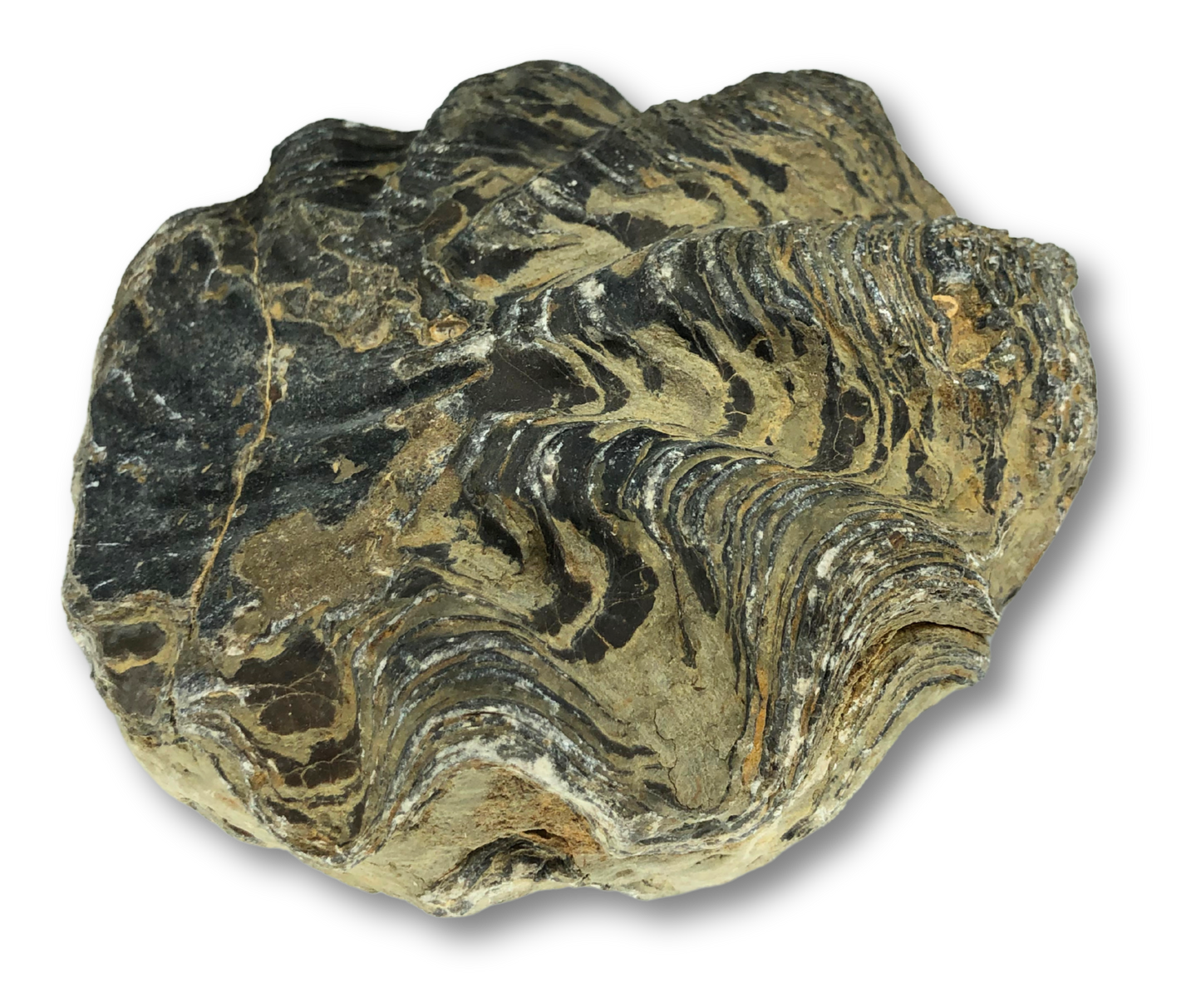 Large Fossil Oyster $80.00