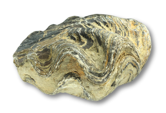 Large Fossil Oyster $80.00