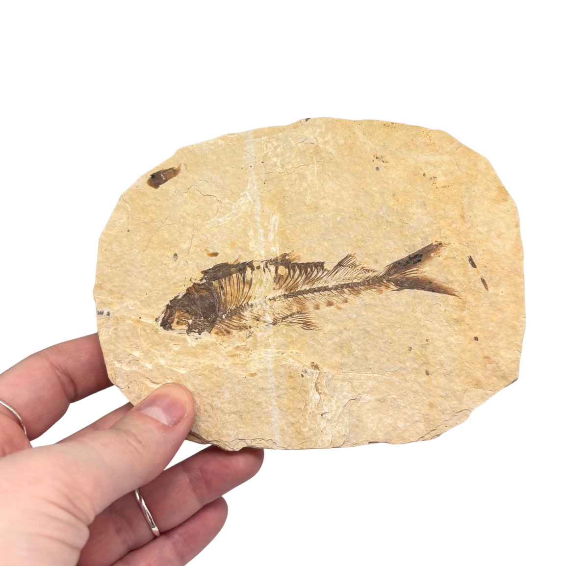 Fossil Fish $109.99