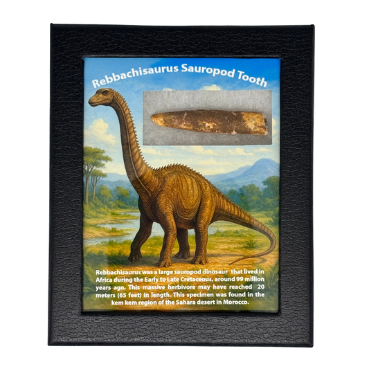 Rebbachisaurus Tooth Box