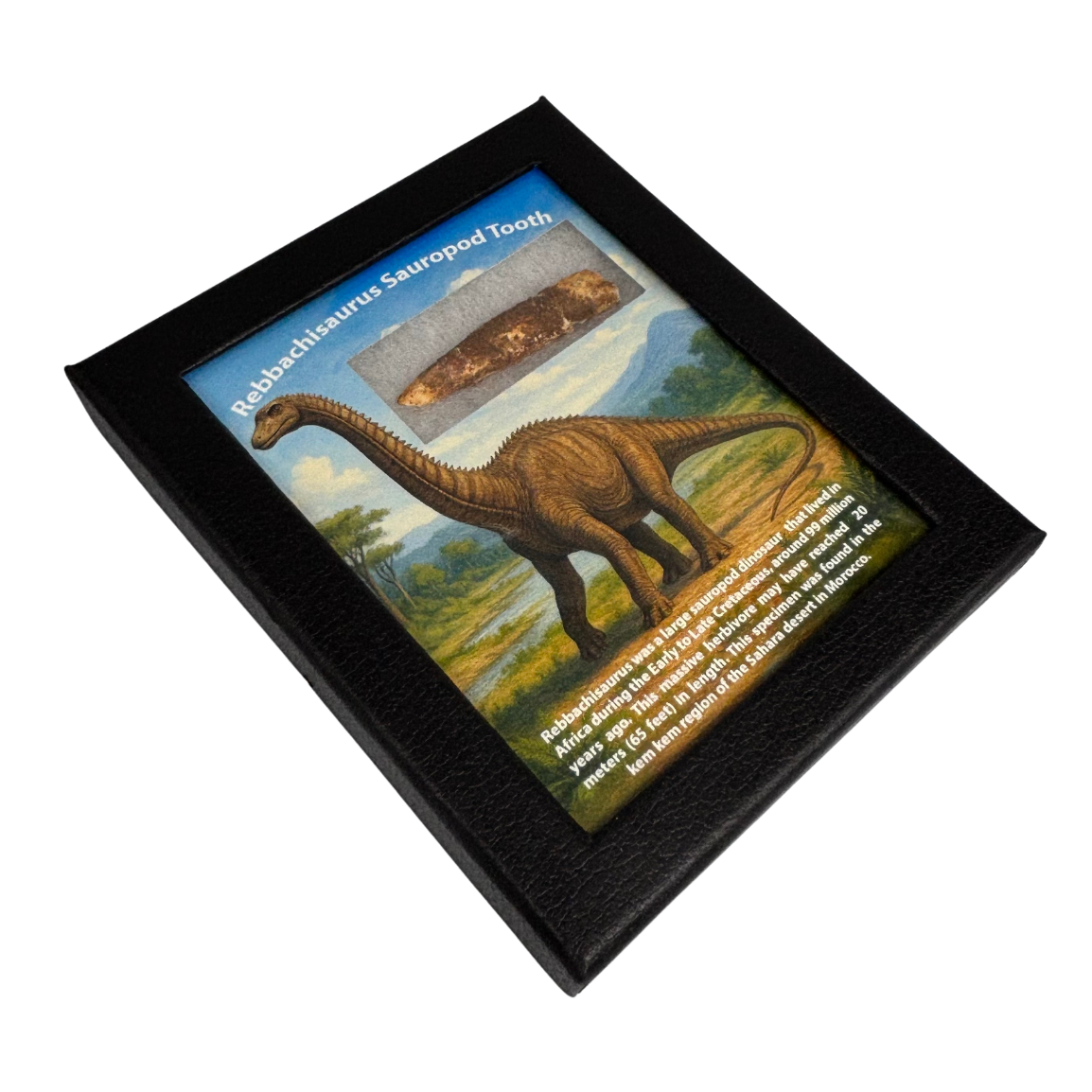 Rebbachisaurus Tooth Box