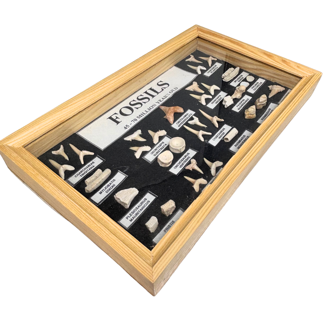 Shark Teeth Collection Box