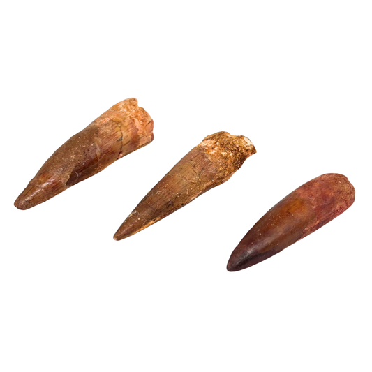 Spinosaurus Tooth $39.99