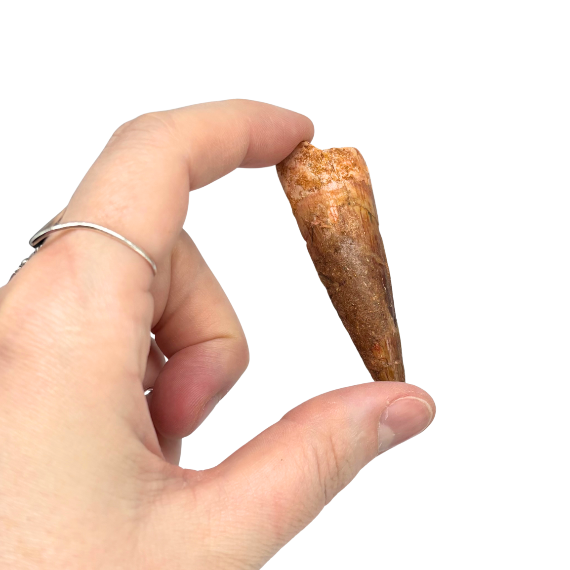Spinosaurus Tooth $39.99