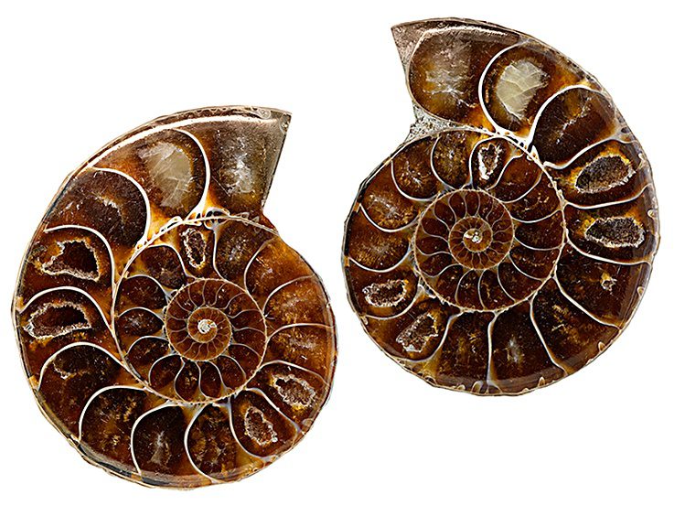 Ammonite Split Pair $20.00