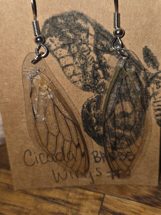 Moonlight Moth Real Cicada Wing Earrings – Ethically Collected & Handmade