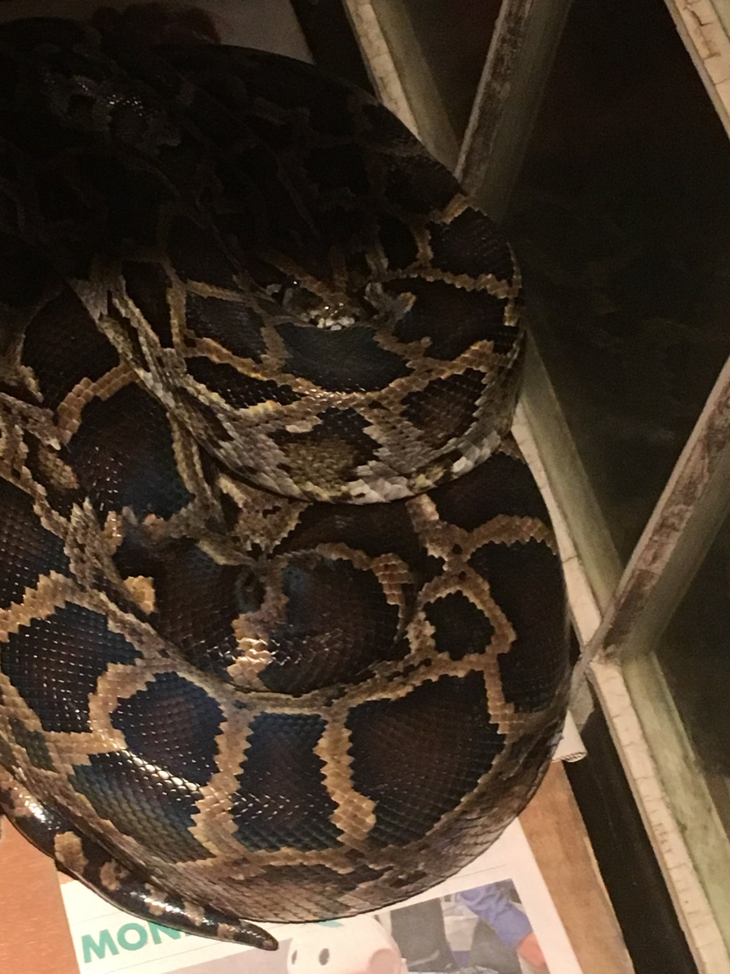 ✨ Rupert Boneham Survivor Collection – Signed Photo, Crystals, Fossils & Handmade Jewelry