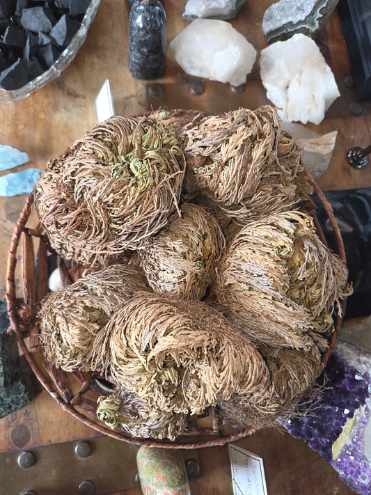 🌱 Rose of Jericho – The Resurrection Plant