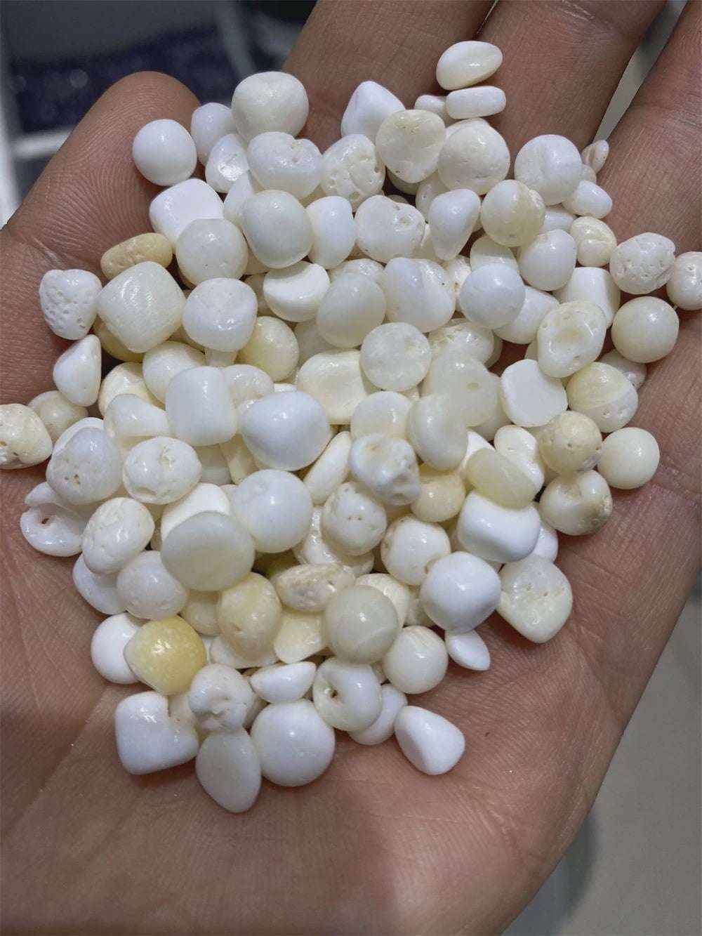 Tridacna Shell "Pearls"