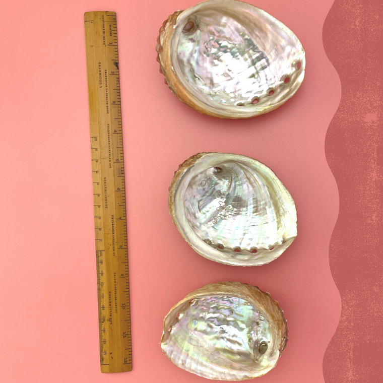 Abalone Sea Shell Smudge Stick Bowl Altar – ThreeCrowsLLP