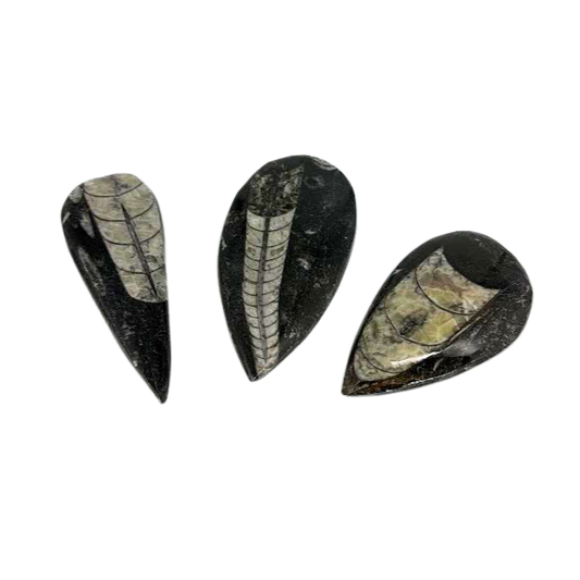 Orthoceras $14.99