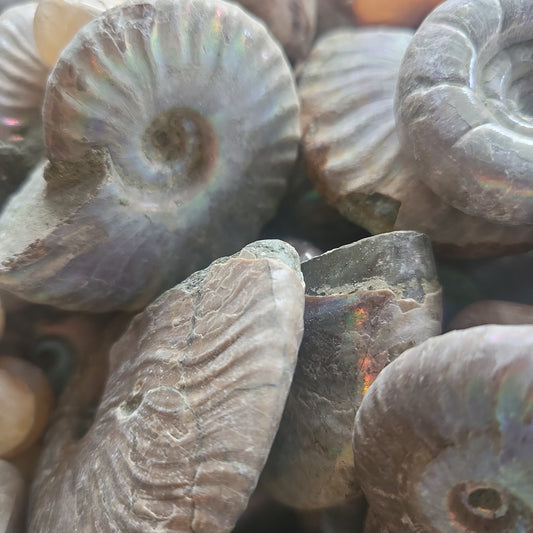 Blue Iridescent Ammonite