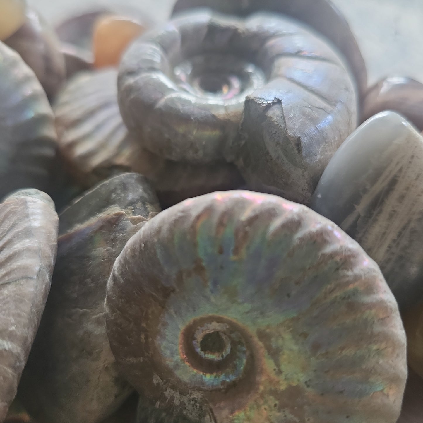 Blue Iridescent Ammonite