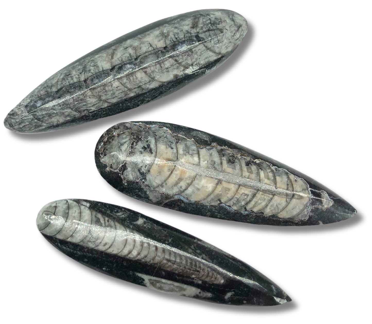 Orthoceras $3.00