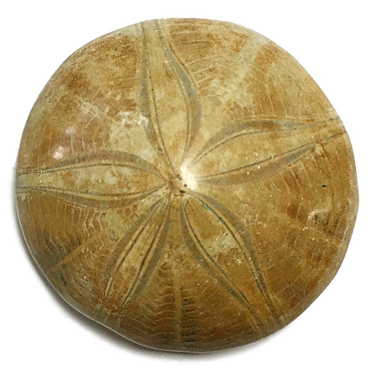 Sea Urchin $8.00
