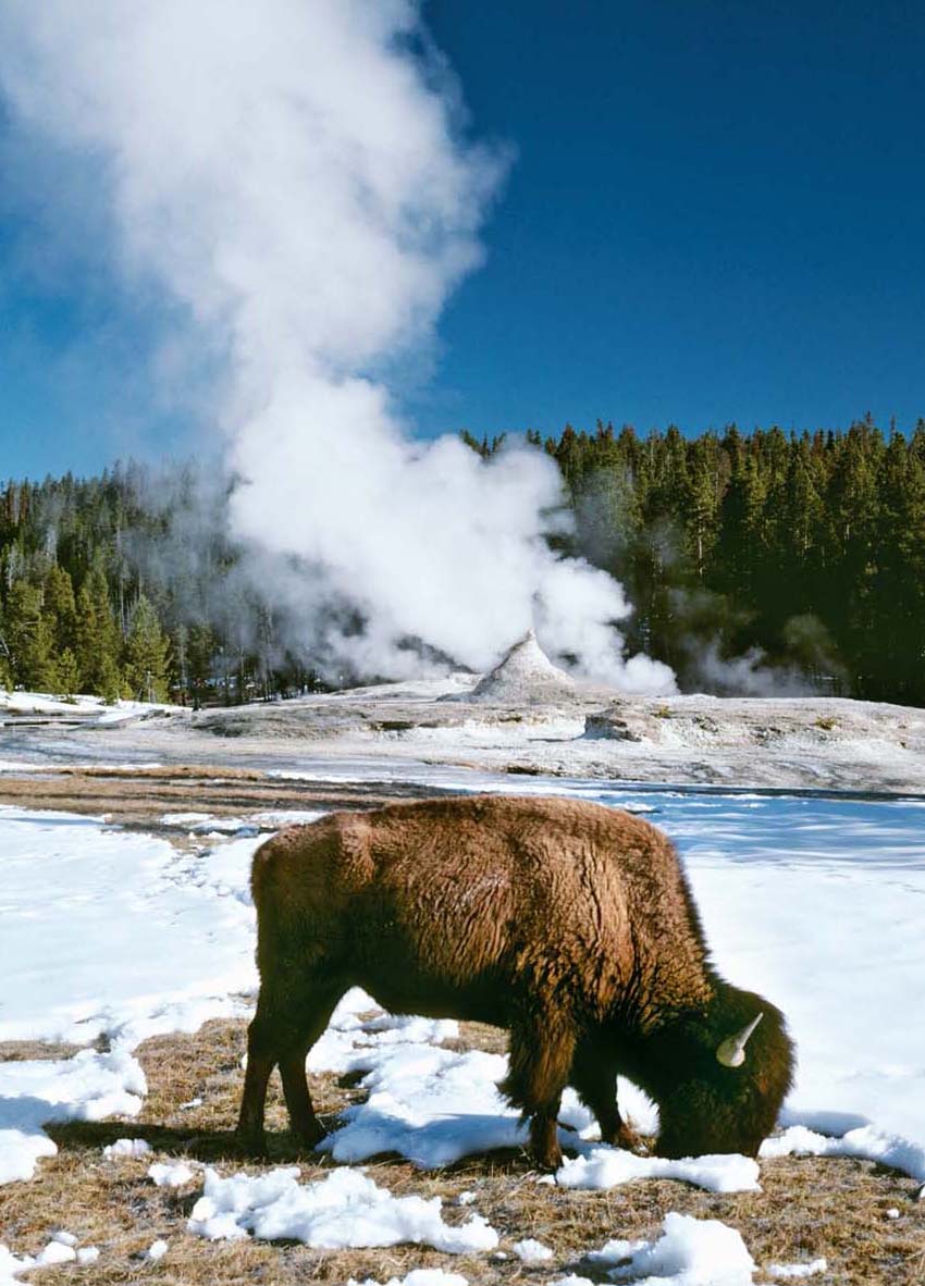 Yellowstone National Park Hardcover Ruled Journal