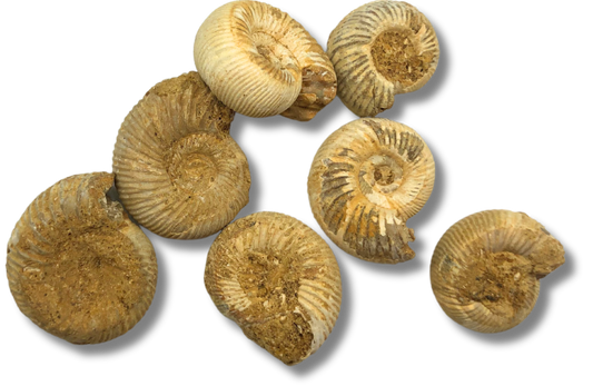 Ammonite $4