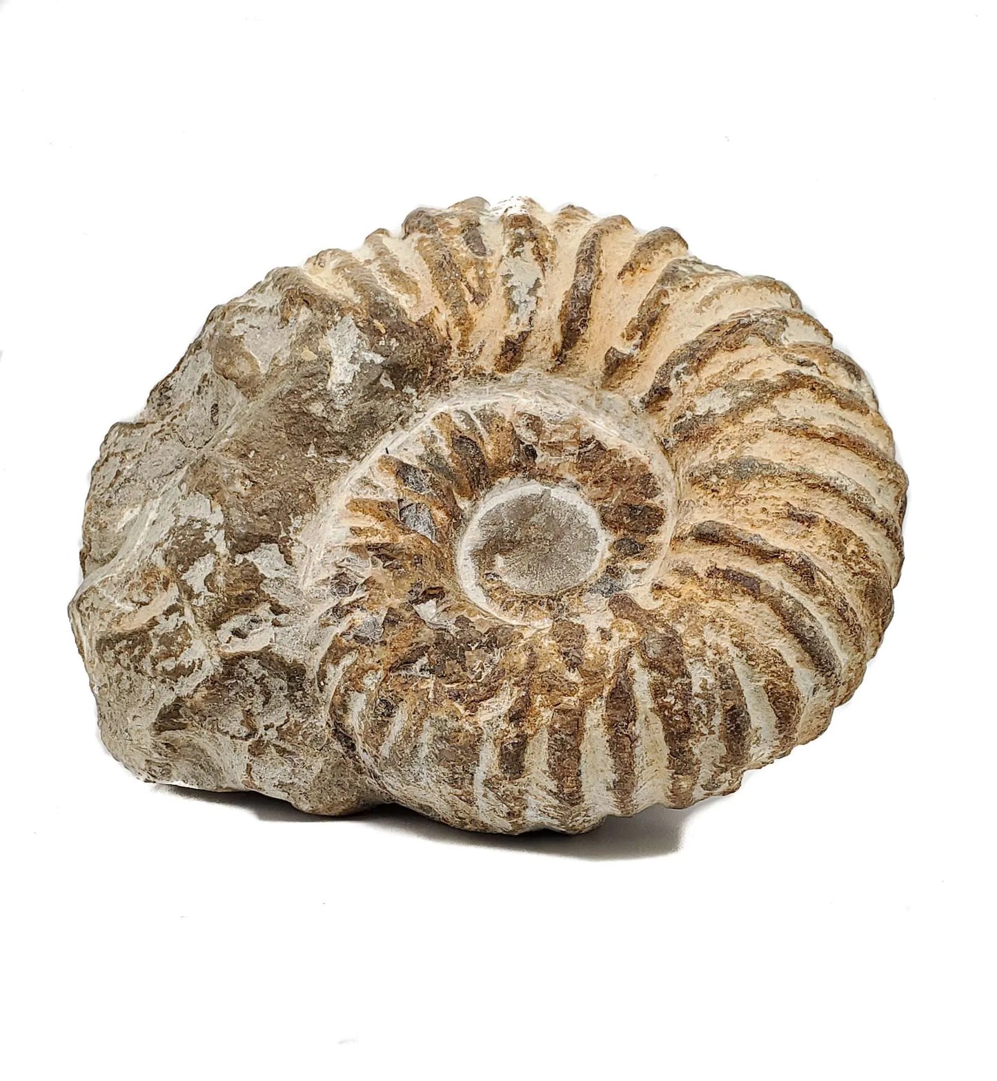 Ammonite $40