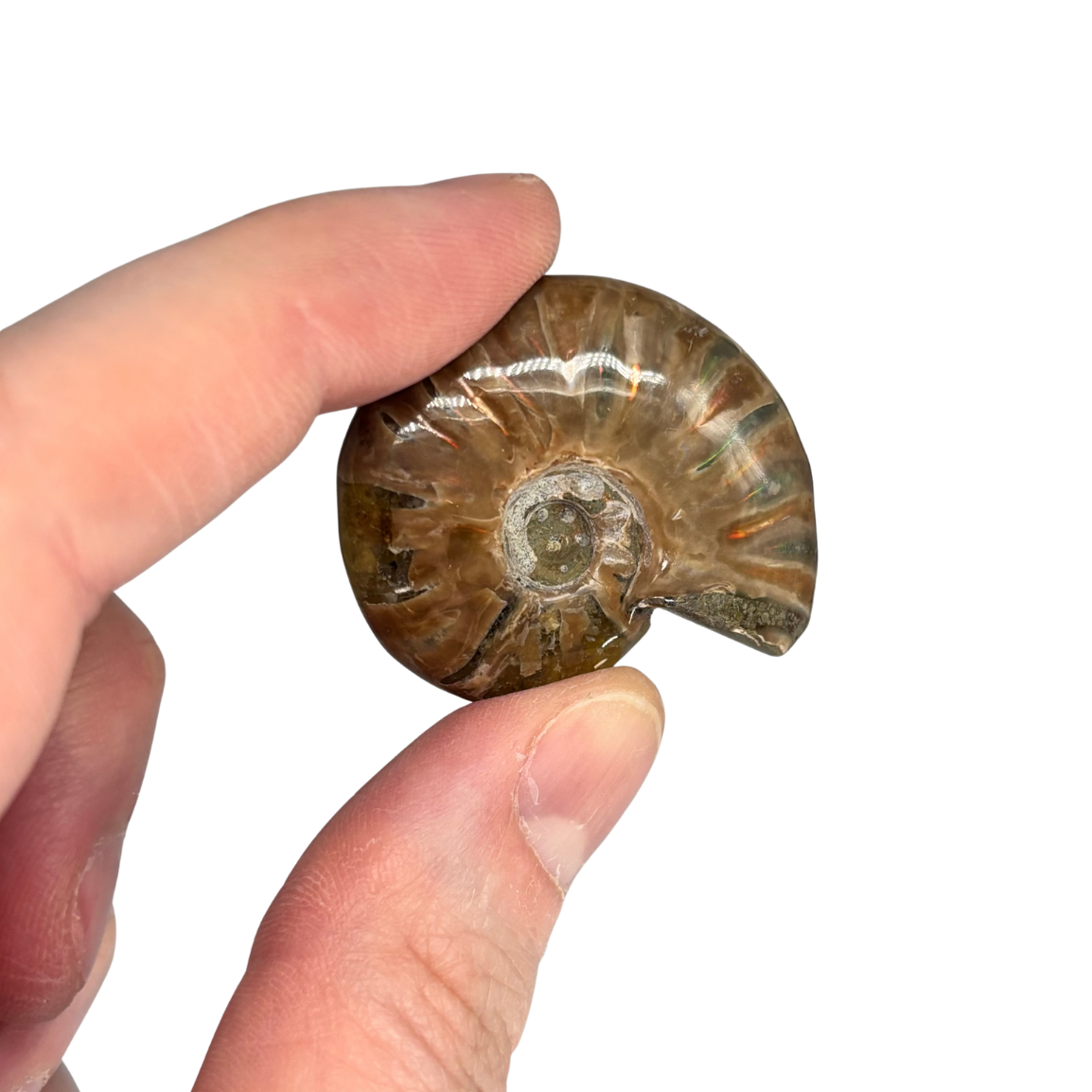 Iridescent Ammonite $29.99