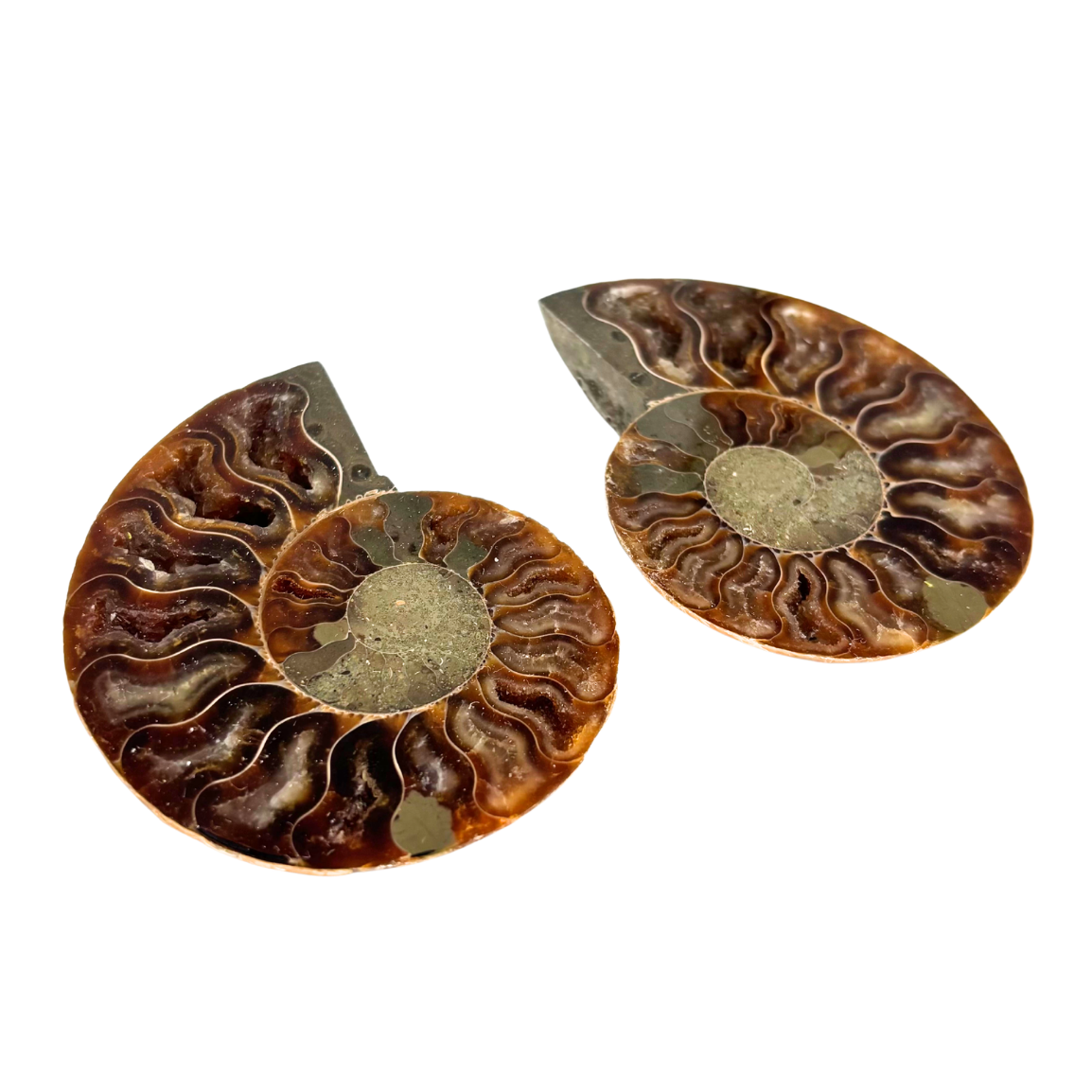 Ammonite Split Pair $34.99