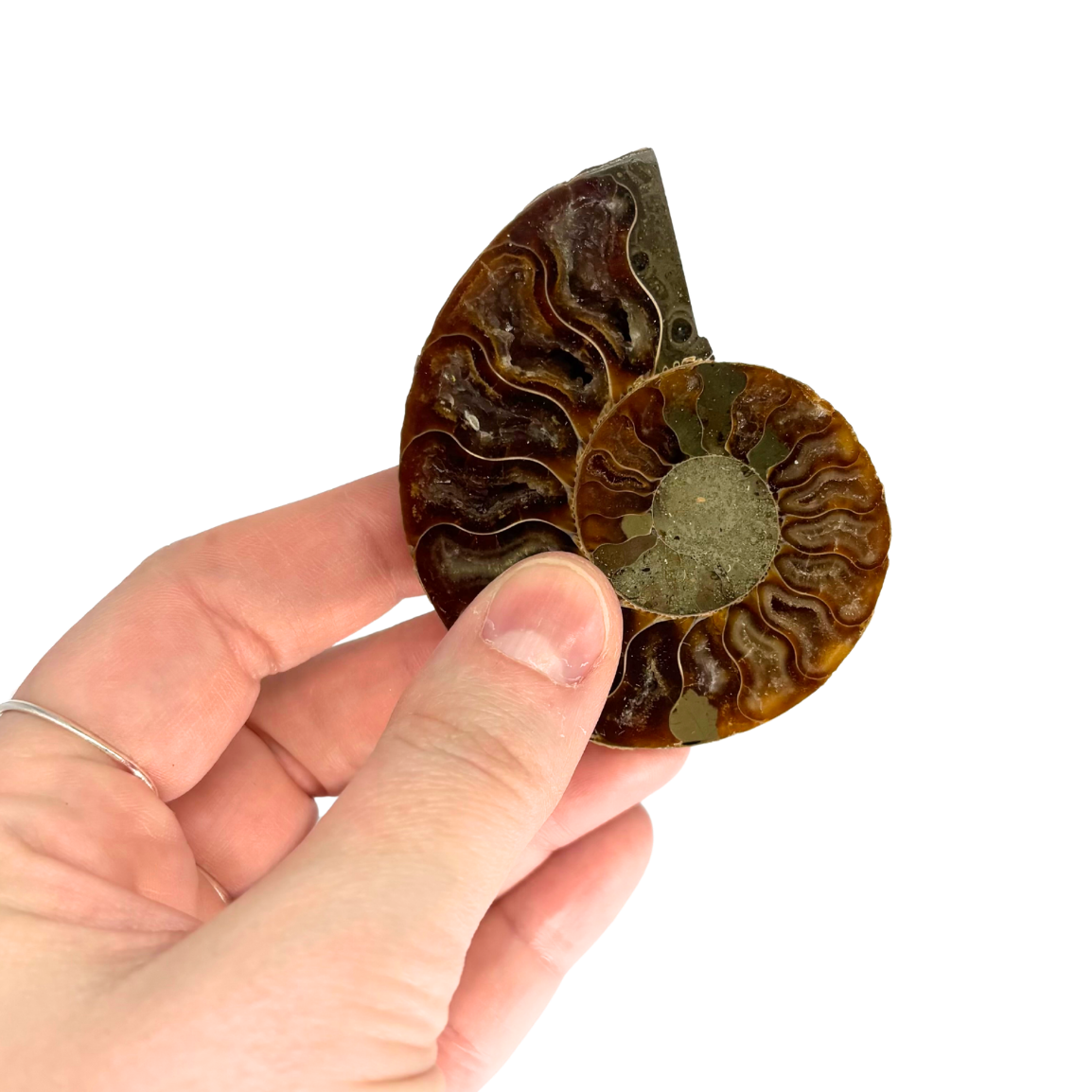 Ammonite Split Pair $34.99