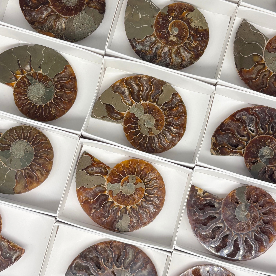 Ammonite Split Pair $34.99