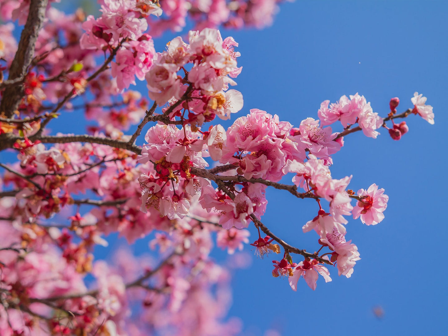 Japanese Cherry Blossom - REED DIFFUSER