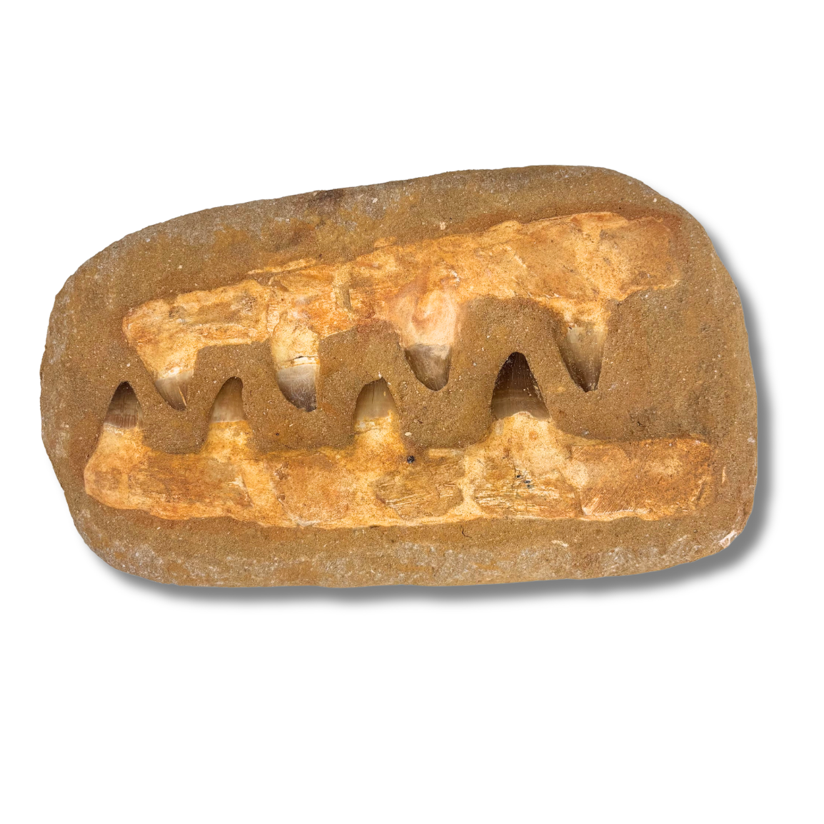 Large Composite Mosasaur Jaw $194.99
