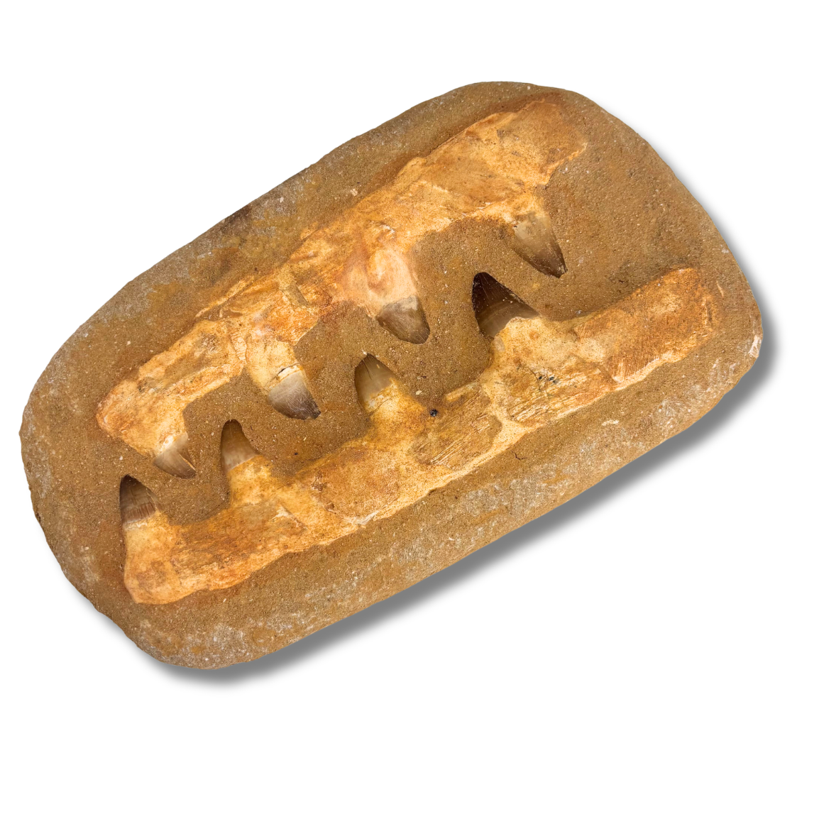 Large Composite Mosasaur Jaw $194.99
