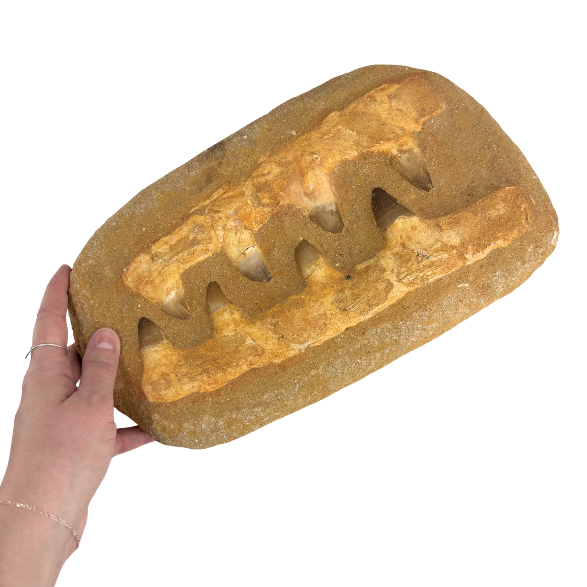 Large Composite Mosasaur Jaw $194.99