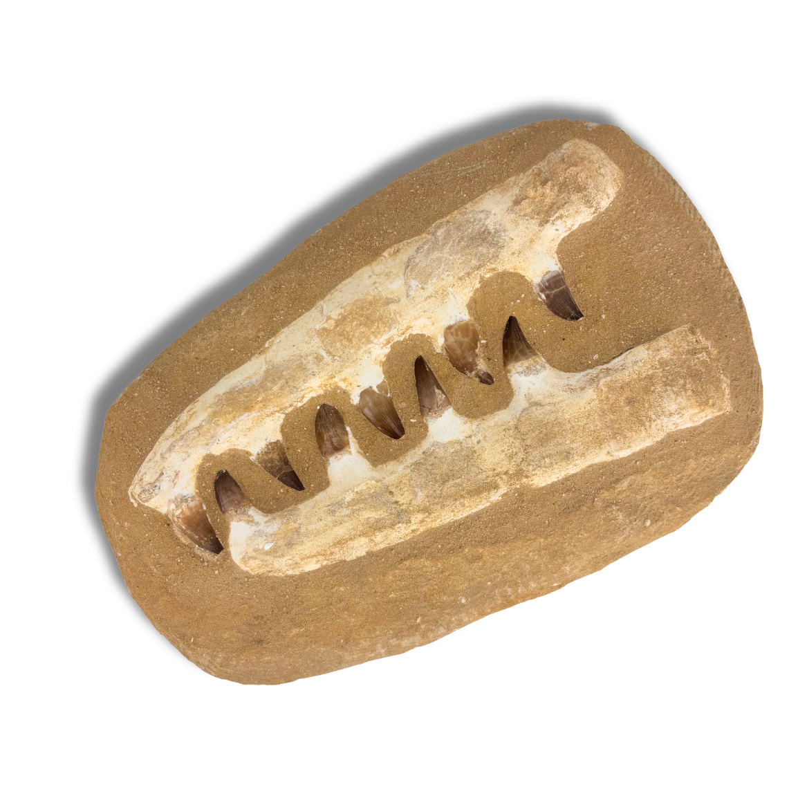 Large Composite Mosasaur Jaw $194.99