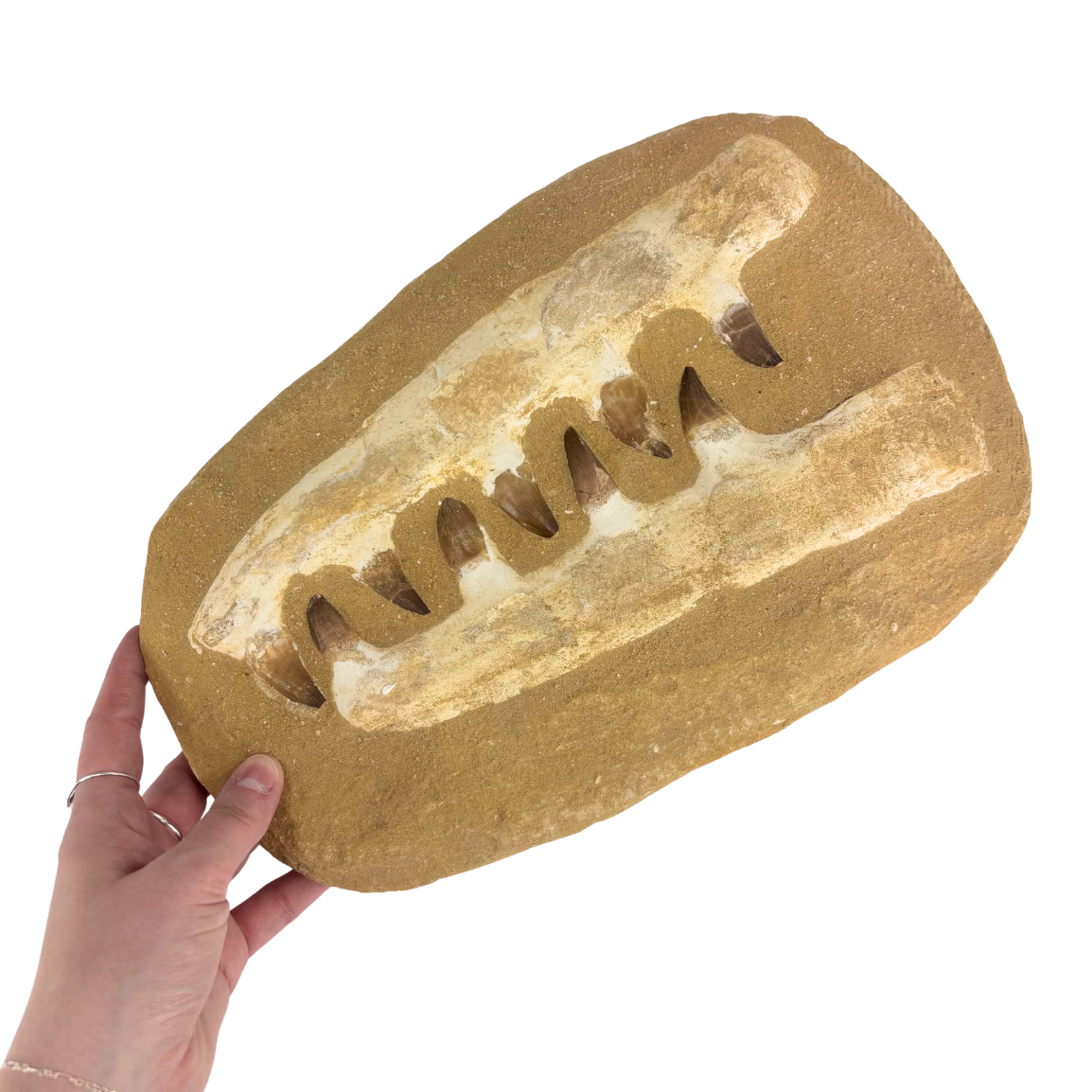 Large Composite Mosasaur Jaw $194.99