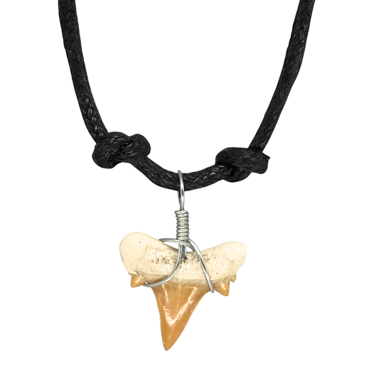 Shark Tooth Necklace