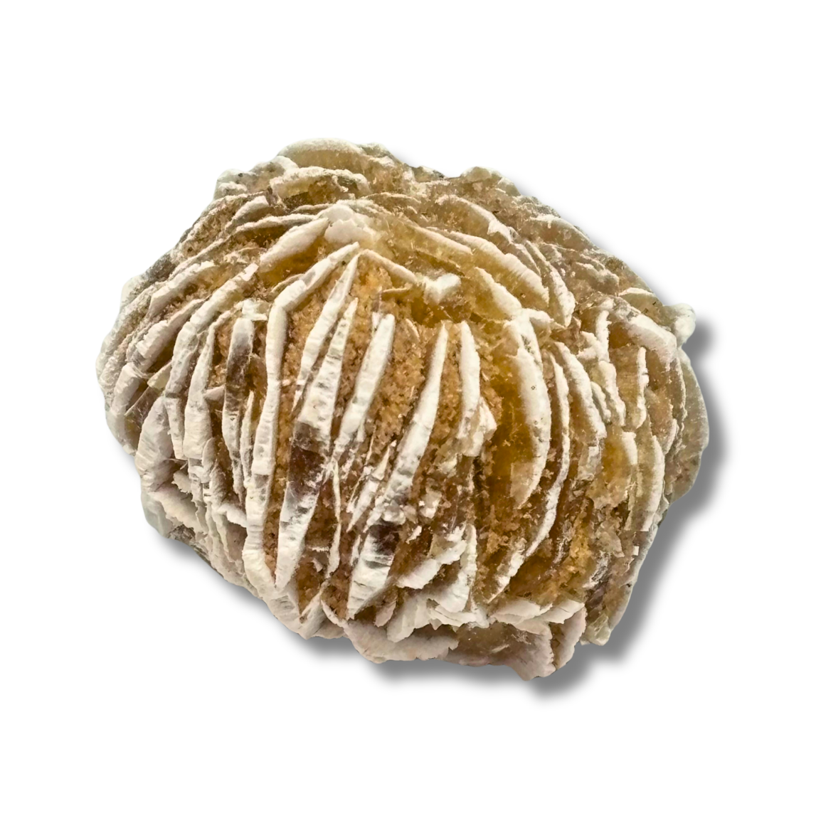 Desert Rose $6.99