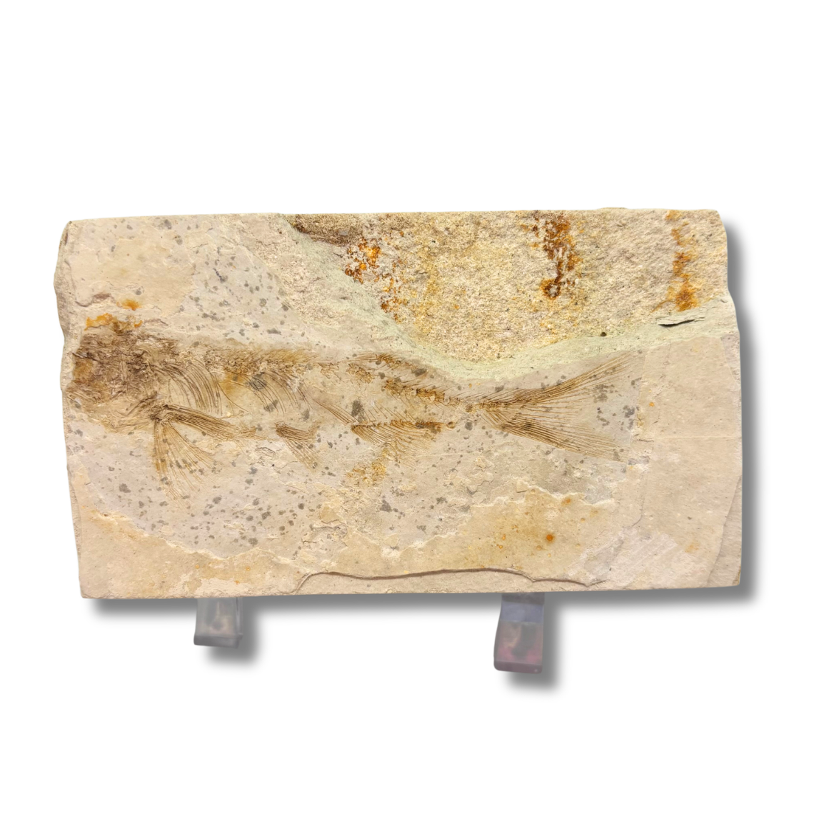 Fossil Fish $29.99