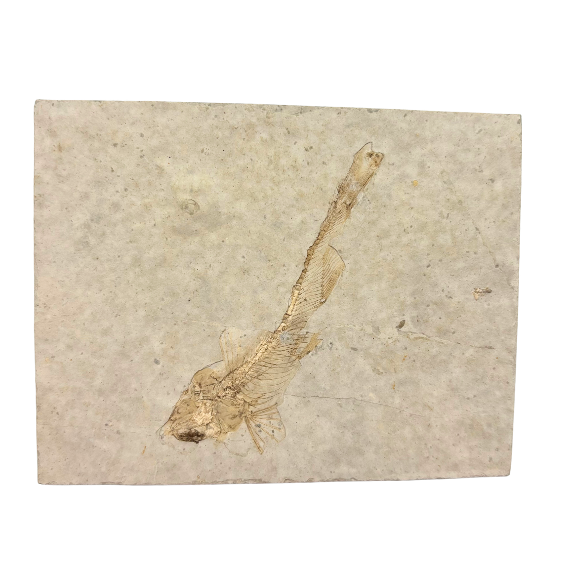 Fossil Fish $29.99