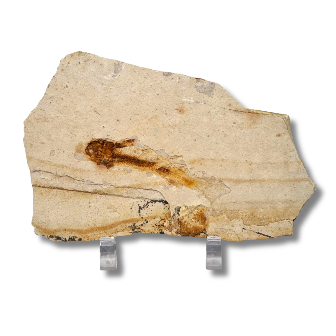 Fossil Fish $29.99