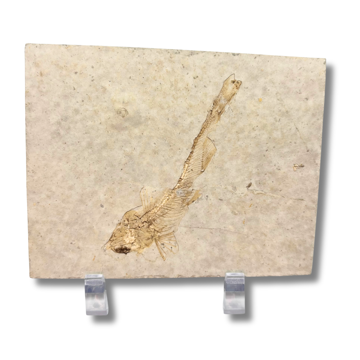 Fossil Fish $29.99