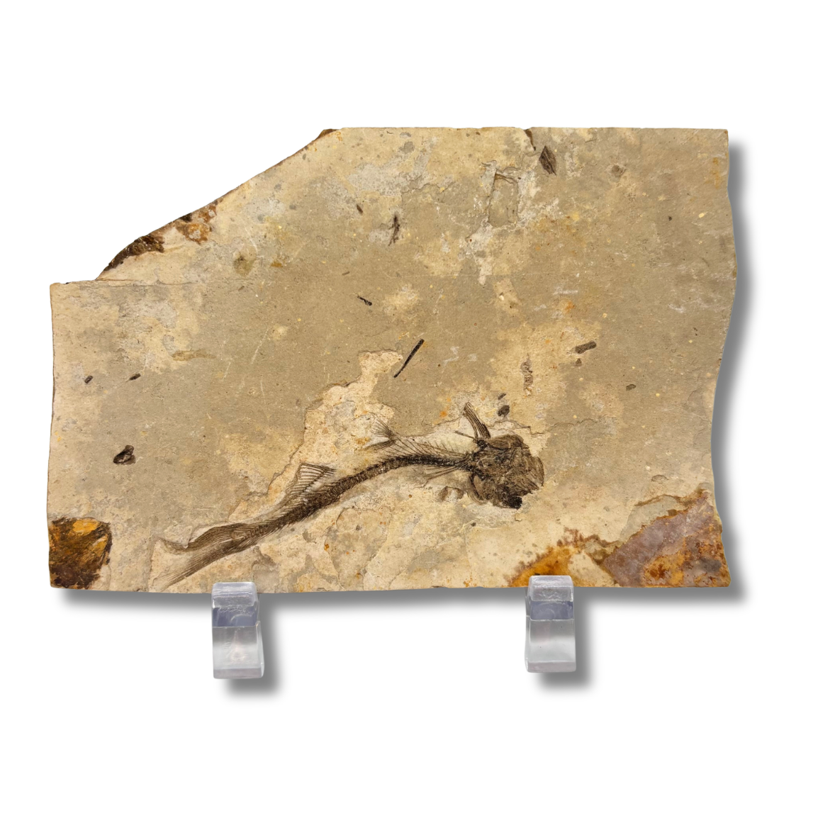 Fossil Fish $29.99