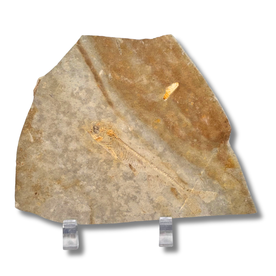 Fossil Fish $29.99