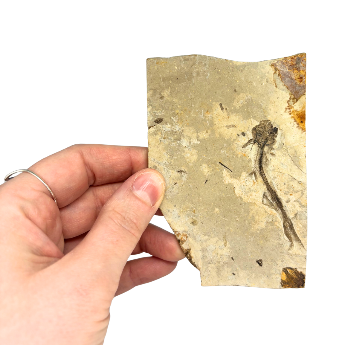 Fossil Fish $29.99