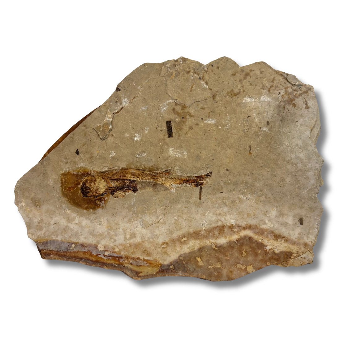 Fossil Fish $39.99
