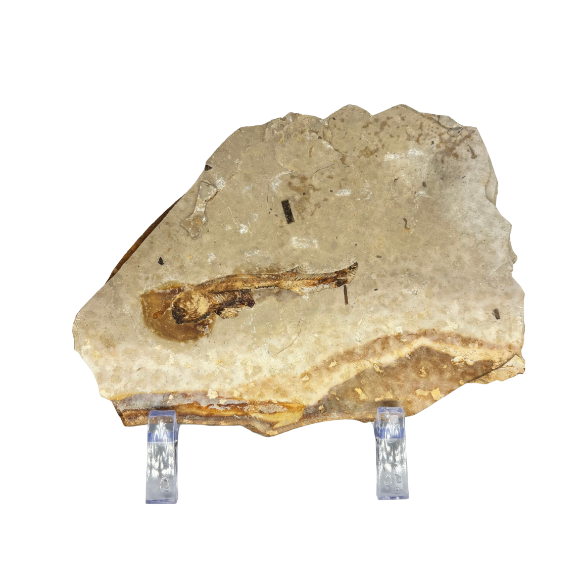 Fossil Fish $39.99
